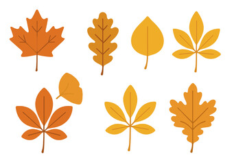 Fototapeta premium Set of various colorful autumn leaves and fall foliage elements isolated on a white background