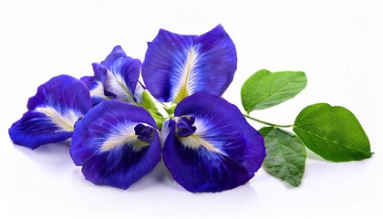 Naklejka premium beautiful butterfly pea flowers isolated on a white background