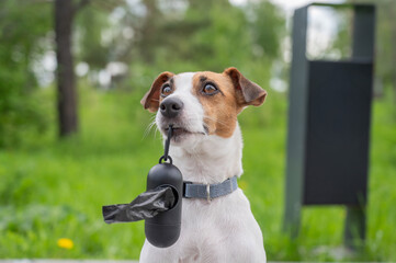 Adorable Dog with Waste Bag Ready for a Walk. 
