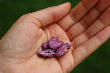 Purple beans of Scarlet Runner bean in farmer’s hands. Phaseolus coccineus