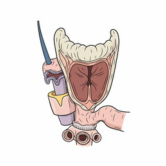 Anatomical Illustration of the Human Larynx and Trachea with Medical Probe.