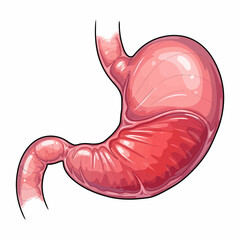 Anatomical Illustration of a Human Stomach with Detailed Internal Structures.