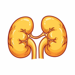 Cartoon Illustration of Paired Human Kidneys with Detailed Anatomical Structure.