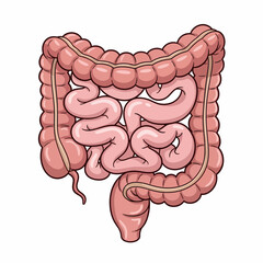 Cartoon Illustration of the Human Intestine with Detailed Anatomical Features.