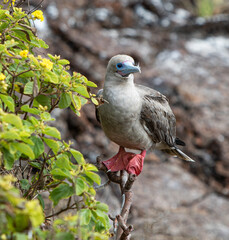Red-footed Booby sitting on a Rock on the island of Genovesa