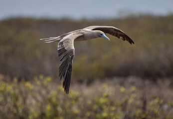 Red-footed Booby in Flight on the island of Genovesa