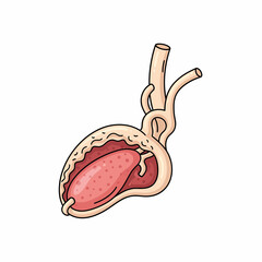 Stylized Anatomical Heart Illustration with Vessels and Internal Structure.