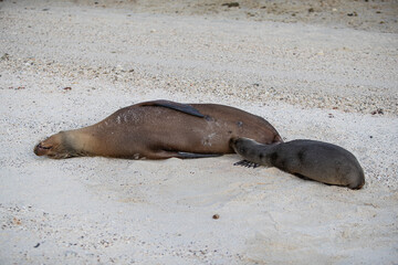 Sea Lion Nursing Its Pup