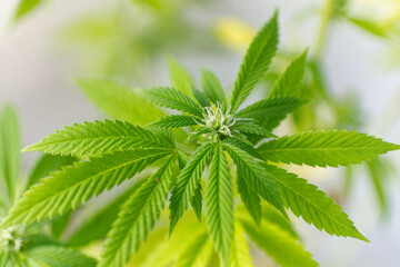 The cannabis plant is going into bloom.