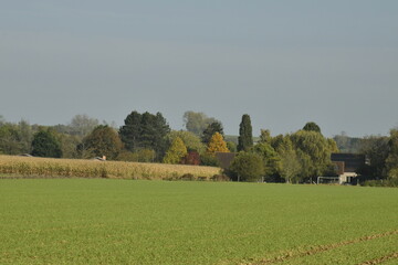 Les arbres d'un bois en automne &agrave; Hellebecq (Silly) 