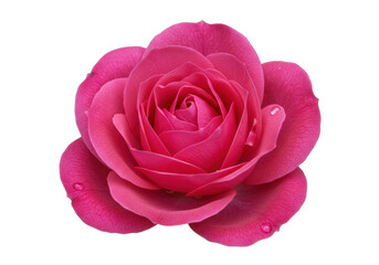 Isolated blooming rose, close up of flower petals in shades of pink, detailed textured surface