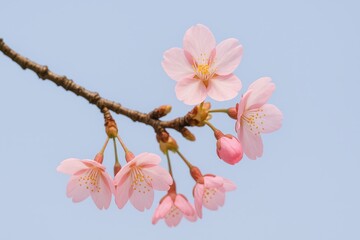 Cherry blossom bloom spring park nature photography serene environment close-up view beauty concept