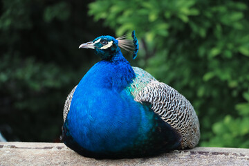 Fototapeta premium Peacock Resting on Stone Ledge with Iridescent Plumage and Green Foliage
