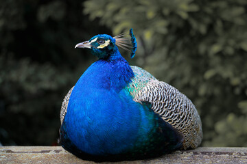 Obraz premium Resting Peacock with Vibrant Blue Plumage on Wooden Surface