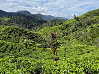 green tea plantation