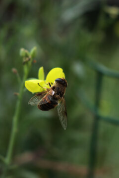 Close-up of honey bee on yellow flowers of roquette, rucola or wild rocket. Apis mellifera on Diplotaxis tenuifolia 