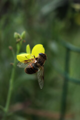 Close-up of honey bee on yellow flowers of roquette, rucola or wild rocket. Apis mellifera on Diplotaxis tenuifolia 
