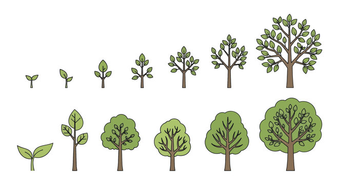 Tree growth stages from sprout to mature tree illustration set.