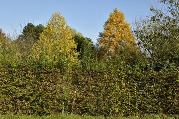 Naklejka premium Beauté de l'automne des feuillages des arbres à Hellebecq (Silly)