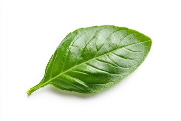 Fresh Green Basil Leaf Isolated on White Background with Natural Texture and Clean Lines