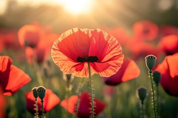 Vibrant Red Poppy Flowers Blooming in Close-Up View Within Sunlit Field Adorned with Dew Droplets