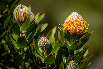 An African Protea in a garden