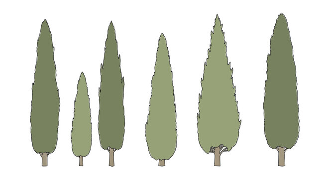 Set of hand drawn Italian cypress trees isolated on white background.