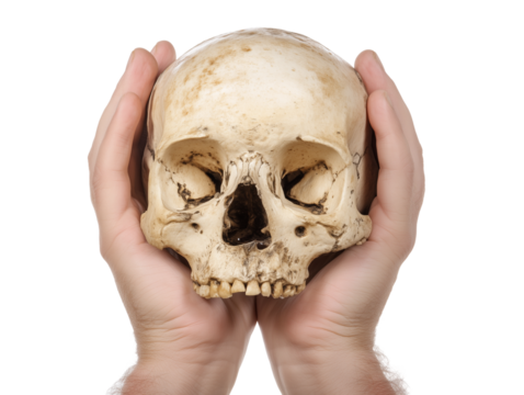 Close-up of hands cradling a human skull on transparent background