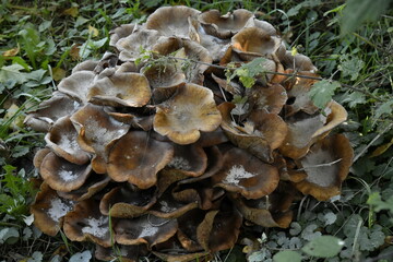 Champignons vénéneux poussant sur le sol ou les arbres dans un bois à Ghislenghien (Ath)