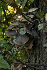 Champignons vénéneux poussant sur le sol ou les arbres dans un bois à Ghislenghien (Ath)