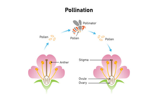 Pollination Process Science Design. Vector Illustration.