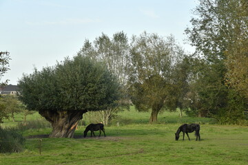 Deux &eacute;talons noirs mangeant de l'herbe en automne &agrave; Ghislenghien (Ath)