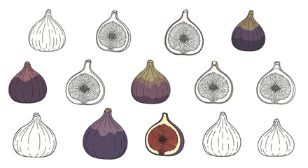 Handdrawn fig fruit collection whole and halfcut.