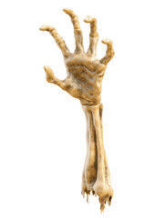 Realistic skeletal hand with fingers slightly spread and thumb pointing upward on transparent background