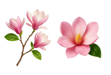 Obraz premium Pink magnolia flowers illustration with leaves on a white background, png on transparent background