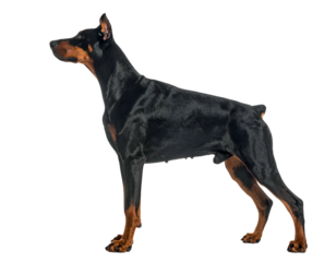 Sleek black and tan canine stands tall, ears alert, in profile against a void