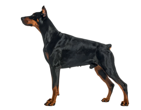 Sleek black and tan canine stands tall, ears alert, in profile against a void