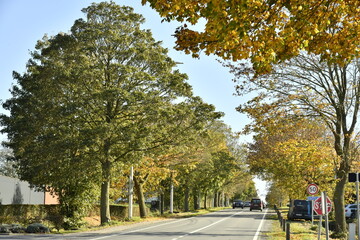 Couleurs d'automne des platanes au dessus d'une route à deux bandes à Ghislenghien (Ath) 