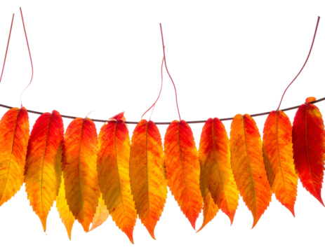 A string of vibrant autumn leaves against a black background