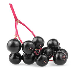European black elderberry fruit isolated on a white background. Elderberry on red twig. Sambucus.