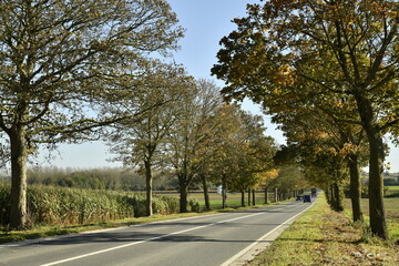 Route entre deux rangées de platanes en automne à Ghislenghien (Ath)