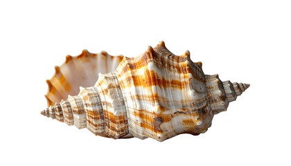 Obraz premium Detailed view of a spiky, spiral sea shell with striking brown and white stripes