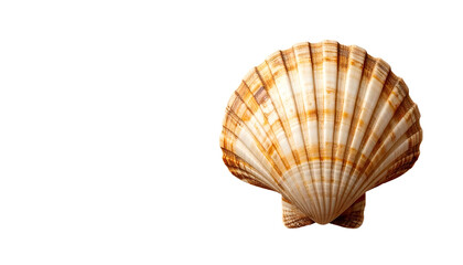 Obraz premium Close-up of scallop shell against a stark black background