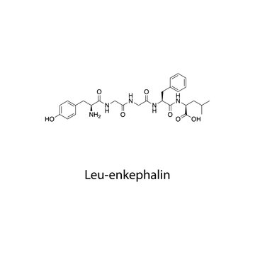 Leu-enkephalin molecular structure, endogenous pentapeptide natural opioid receptor agonist analgesic neuropeptide, clean scientific vector diagram, flat skeletal chemical formula isolated 