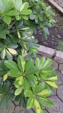 Schefflera arboricola (wali songo) in a natural setting. The common name for this plant is dwarf umbrella tree.