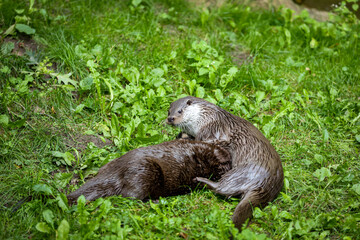 Fototapeta premium Wild otters in wild nature.