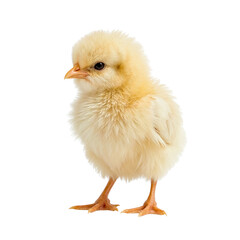 Obraz premium Charming fluffy chick portrait on a pristine isolated transparent background capturing the essence