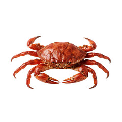 Cooked crab offering a culinary delight with its striking red hue and detailed texture with