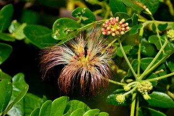 butterfly on a flower