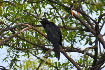 crow on a tree